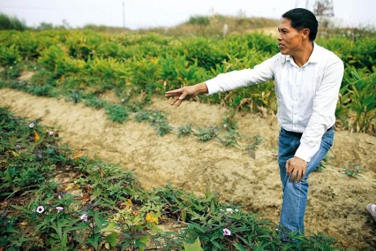 乌坎村民张炳钗只剩下1分多地，分别种着番薯、香芋和当地人叫做凉粉的作物