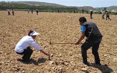 6月1日，杨虎台村东邦组、前沟组村民在有争议的土地上立木桩，划分各家土地。