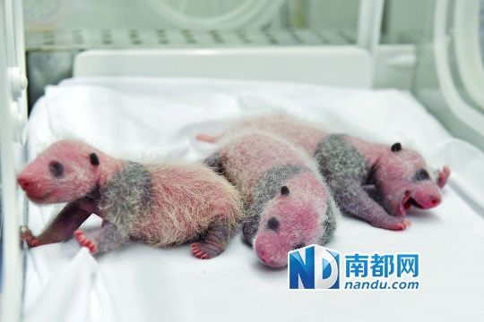熊猫三胞胎的几率只有1%，圈养大熊猫曾有过3次三胞胎历史，均未能全部存活。 南都记者 李向新 摄 